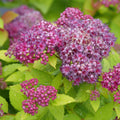 Double Play Dolly® Spirea (Spiraea JAP 'Dbl Play Dolly') - QT