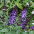 Pugster Blue® Butterfly Bush (Buddleia 'Pugster Blue') - QT