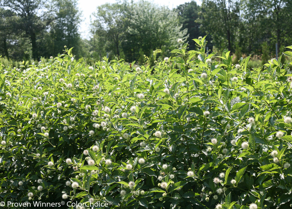 Sugar Shack® Buttonbush (Cephalanthus occidentalis ‘Sugar Shack’) - QT