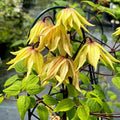 Funyella® Clematis (Clematis 'Golden Dream') - QT