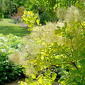 Winecraft Gold® Smokebush (Cotinus coggygria 'Winecraft Gold') - QT