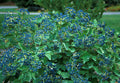 Blue Muffin® Arrowwood Viburnum (Viburnum dentatum 'Christom') - QT
