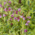 Bubbly Wine® Weigela (Weigela bubbly 'Wine') - QT