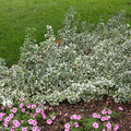 White Album® Wintercreeper (Euonymus fortunei 'White Album') - QT