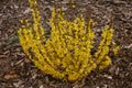 Show Off® Sugar Baby® Forsythia (Forsythia x intermedia 'Show Off Sugar Baby’) - QT