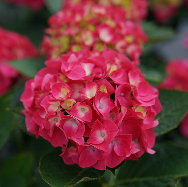 Wee Bit Giddy® Bigleaf Hydrangea (Hydrangea macrophylla 'Wee Bit Giddy') - QT