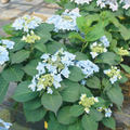 Tuff Stuff Ah-Ha® Reblooming Mountain Hydrangea (Hydrangea 'S Tuff Stuff Ah-Ha') - QT
