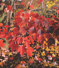 October Glory Red Maple (Acer rubrum 'October Glory') - 3 gallon 48"
