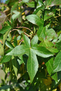 Slender Silhouette Columnar Sweetgum (Liquidambar styraciflua 'Slender Silhouette') - 3 gallon TREE