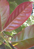 Wildfire Blackgum (Nyssa sylvatica 'Wildfire') - 3 gallon TREE