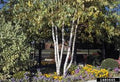 Whitespire Birch (Betula platyphylla 'Whitespire') - 3 gallon
