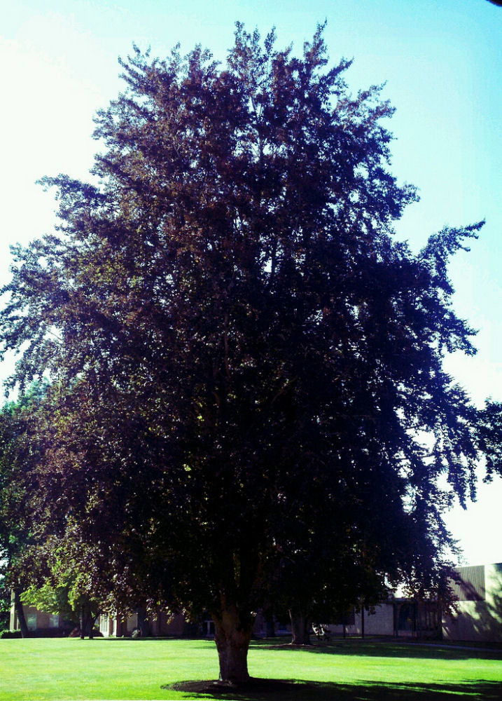 River's European Beech (Fagus sylvatica 'Riversii') - 1 gallon 2-3' TREE