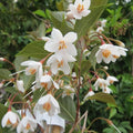 Evening Light Snowbell (Styrax japonicus 'Evening Light') - 1 gallon 3-4' TREE