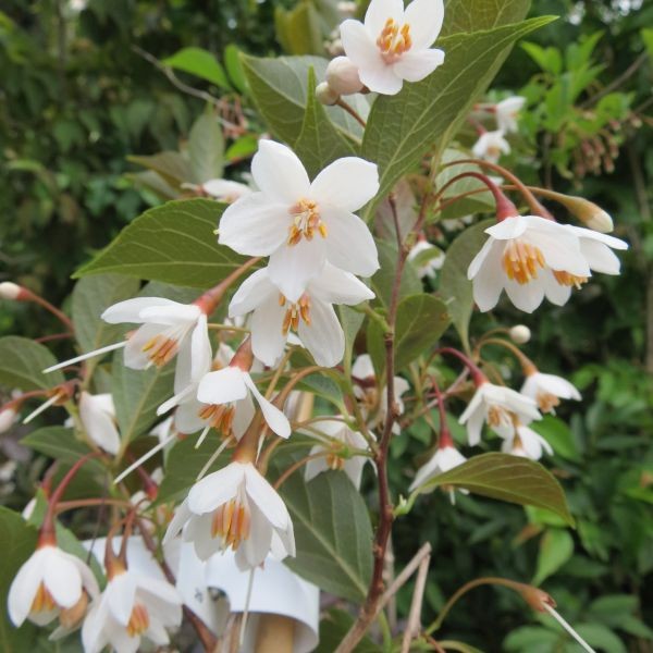 Evening Light Snowbell (Styrax japonicus 'Evening Light') - 1 gallon 3-4' TREE