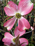 Cherokee Brave Flowering Dogwood (Cornus florida 'Comco No.1') - 1 gallon 3-4' TREE