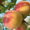 Peach Belle of Georgia (Prunus 'Fruit Belle Of Georgia') - 3 gallon 36" TREE
