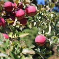 ‘Fuji’ Apple (Malus 'Fruit Fuji') - 3 gallon 36" TREE