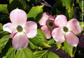 Stellar Pink® Dogwood (Cornus x 'Rutgan') - 3 gallon