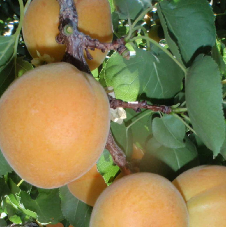 Moorpark Apricot (Prunus 'Fruit Moorpark') - 3 gallon 36" TREE