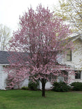 Newport Cherry Plum (Prunus cerasifera 'Newport') - 3 gallon 36" TREE