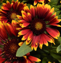 Gaillardia Spintop Orange Halo Blanket Flower (Gaillardia spintop 'Orange Halo') - QT