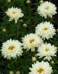 Victorian Secret Shasta Daisy (Leucanthemum 'Victorian Secret') - QT