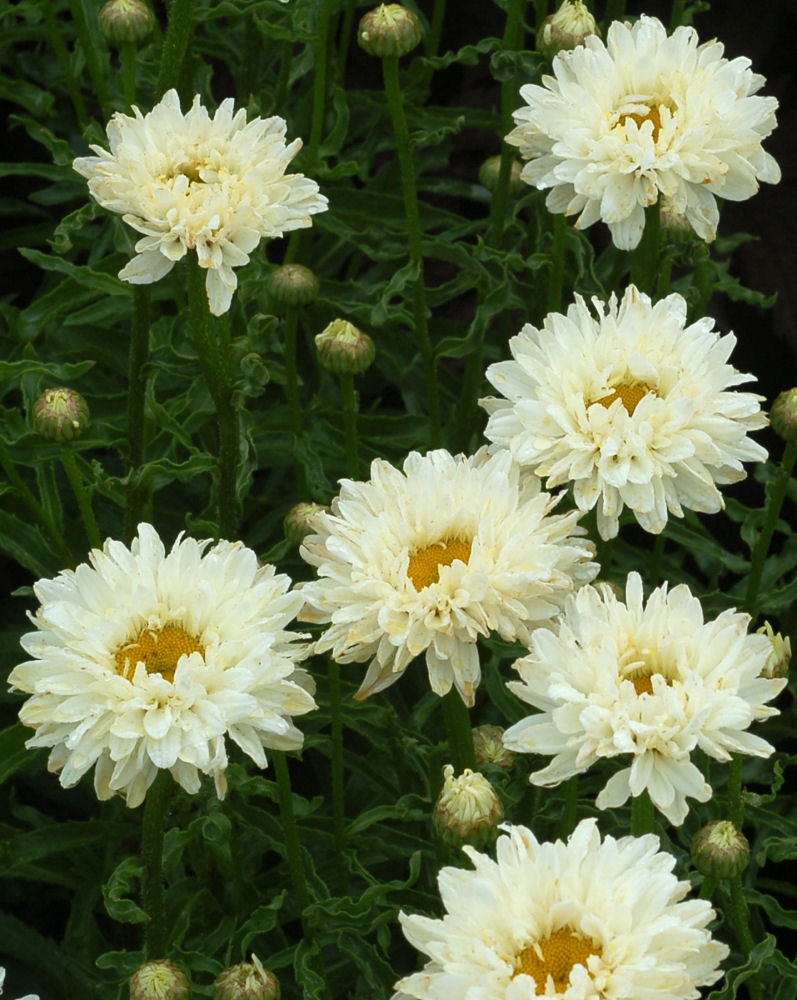 Victorian Secret Shasta Daisy (Leucanthemum 'Victorian Secret') - QT