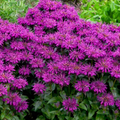 Sugar Buzz® Grape Gumball Bee Balm (Monarda 'Sugar Buzz Grape Gumball') - QT