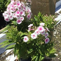 Flame® Pro Baby Doll Garden Phlox (Phlox paniculata 'Flame Pro Babydoll') - QT