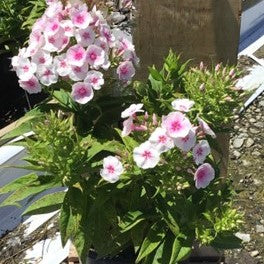 Flame® Pro Baby Doll Garden Phlox (Phlox paniculata 'Flame Pro Babydoll') - QT
