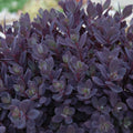 SunSparkler® Plum Dazzled Stonecrop (Sedum plum 'Dazzled') - QT