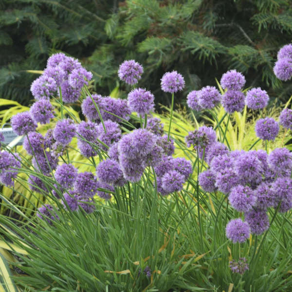 Medusa Flowering Onion (Allium medusa) - QT