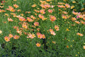 Creme Caramel™ Tickseed (Coreopsis verticillata 'Novcorcar') - QT