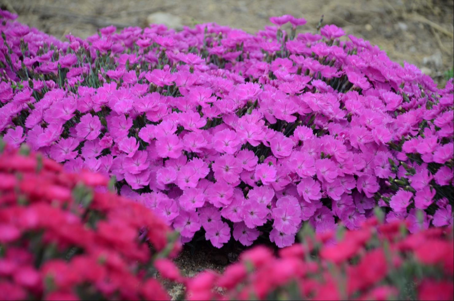 'Paint the Town Fuchsia' Pinks (Dianthus paint 'The Town Fuchsia') - QT