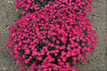 'Paint the Town Magenta' Pinks (Dianthus paint 'The Town Magenta') - QT