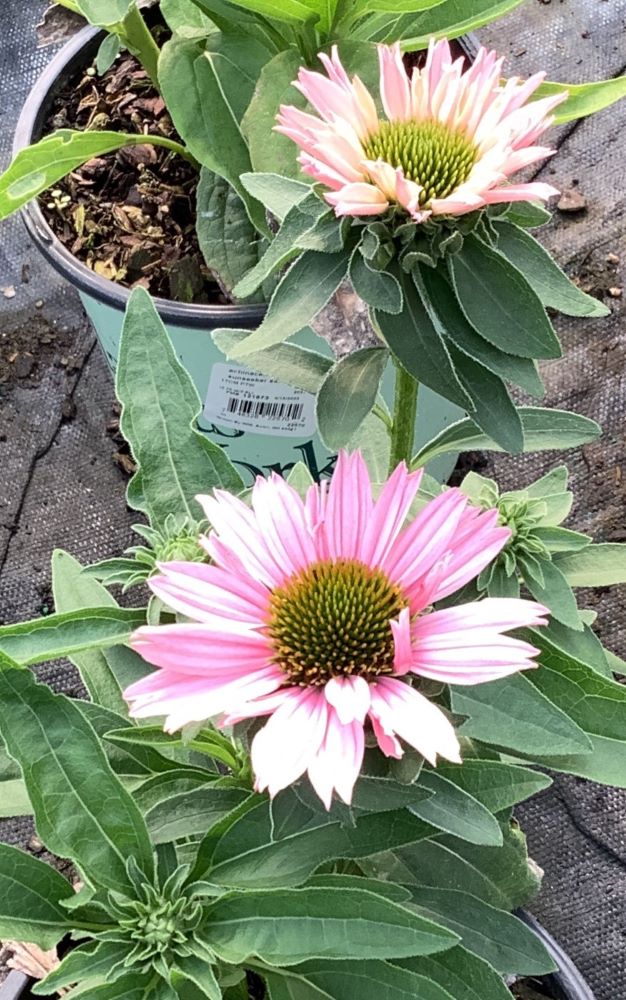 Sunseekers Salmon Coneflower (Echinacea sunseekers 'Salmon') - QT