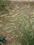 Blonde Ambition Blue Grama Grass (Bouteloua 'Blonde Ambition') - QT