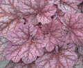 Berry Smoothie Coral Bells (Heuchera 'Berry Berry Smoothie') - QT