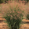 Dream Catcher® Smoky Rose® Switchgrass (Panicum virgatum ‘Dream Catcher Smoky Rose’) - QT