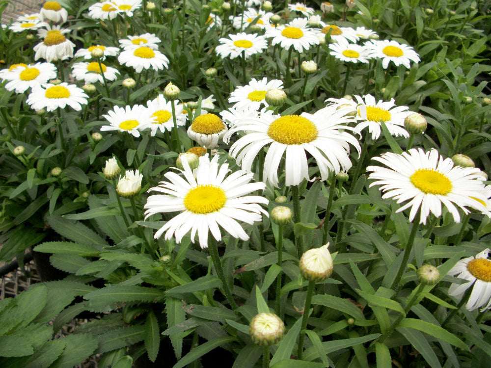 Snow Lady Shasta Daisy (Leucanthemum x superbum 'Snow Lady') - QT