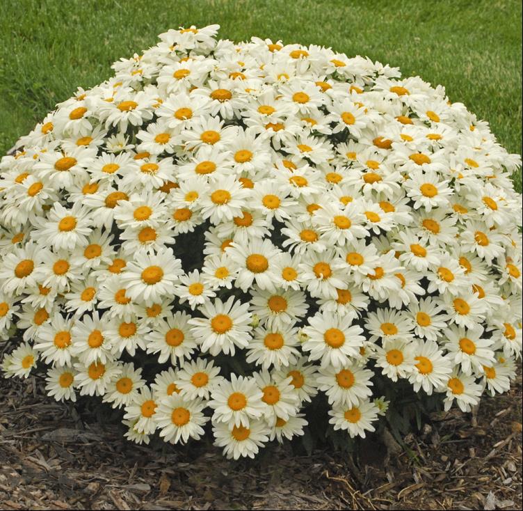 Whoops-a-Daisy Shasta Daisy (Leucanthemum x s. 'Whoops-A-Daisy') - QT