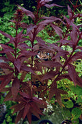 Black Truffle Cardinal Flower (Lobelia C 'Black Truffle') - QT