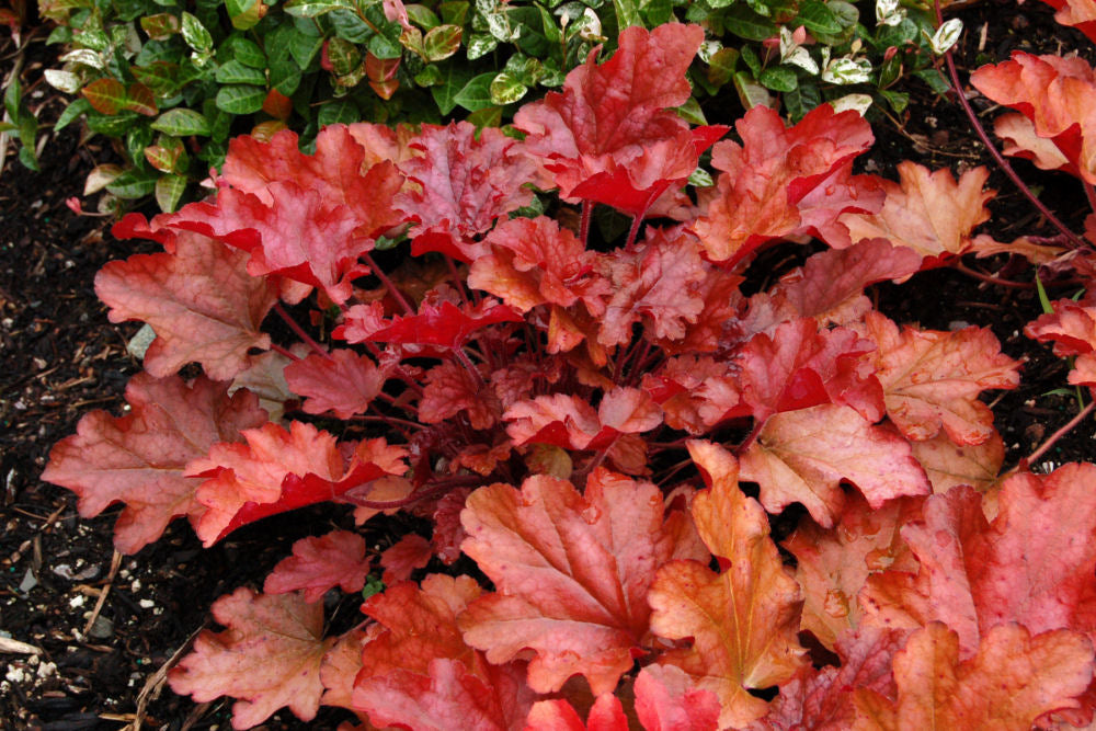 Peach Flambe Coral Bells (Heuchera 'Peach Peach Flambe') - QT