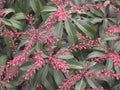 Dorothy Wycoff Andromeda (Pieris japonica 'Dorothy Wycoff') - 1 gallon