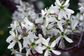 Smokey Serviceberry (Amelanchier alnifolia 'Smokey') - 1 gallon