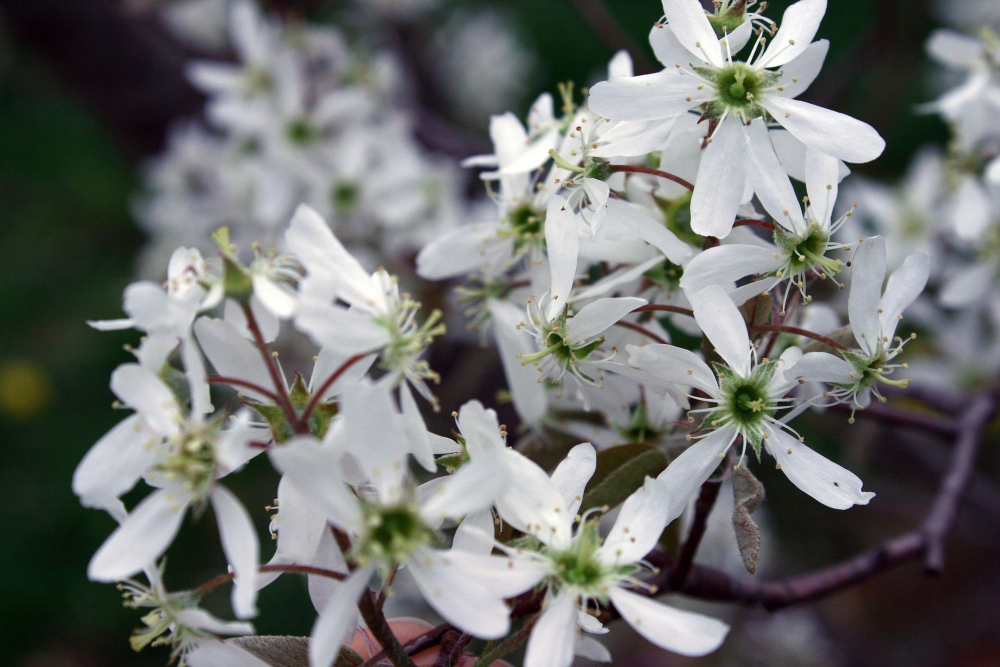 Smokey Serviceberry (Amelanchier alnifolia 'Smokey') - 1 gallon