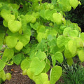 Hearts of Gold Redbud (Cercis canadensis 'Hearts of Gold') - 3 gallon TREE