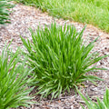 All the Buzz Ornamental Onion (Allium 'All the Buzz') - 1 gallon
