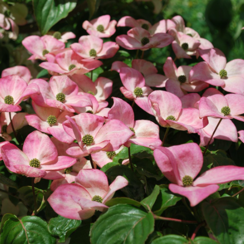 Pink Chinese Dogwood (Cornus kousa 'Satomi') - 1 gallon 3-4' TREE
