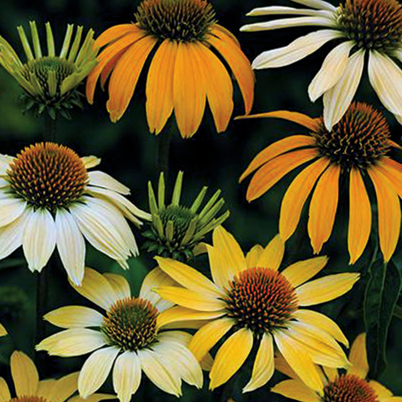 Mellow Yellows Coneflower (Echinacea purpurea 'Mellow Yellows') - 1 gallon